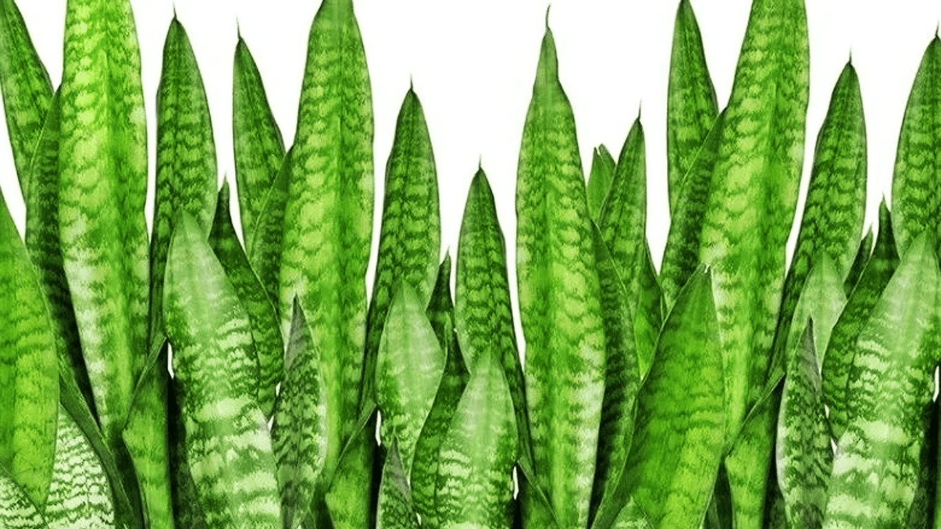 Espada de São Jorge